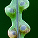 Image of Bear’s Paw Fern