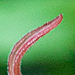 Image of Brazilian Tree Fern